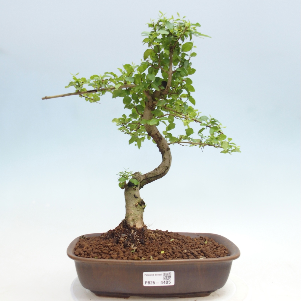Zimmer Bonsai -Ligustrum chinensis - Vogelschnabel