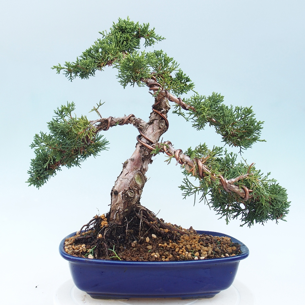 Outdoor-Bonsai - Juniperus chinensis Kishu - Chinesischer Wacholder