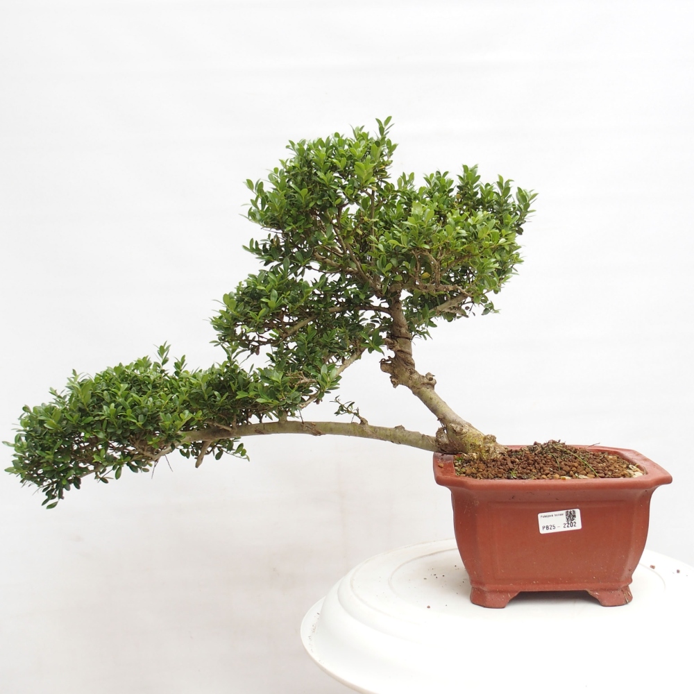 Zimmerbonsai - Ilex crenata - Holly