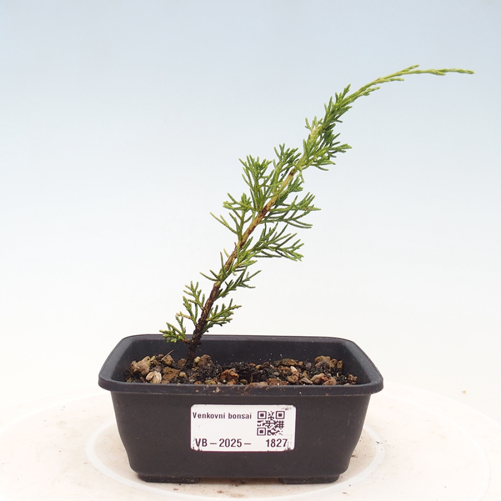 Outdoor bonsai - Juniperus chinensis Itoigawa - Chinese juniper