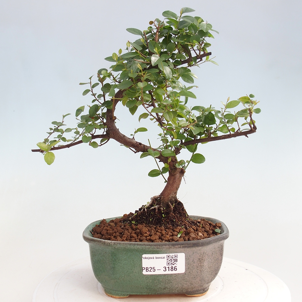 Zimmerbonsai - Sagerécie thea - Sagerécie thea