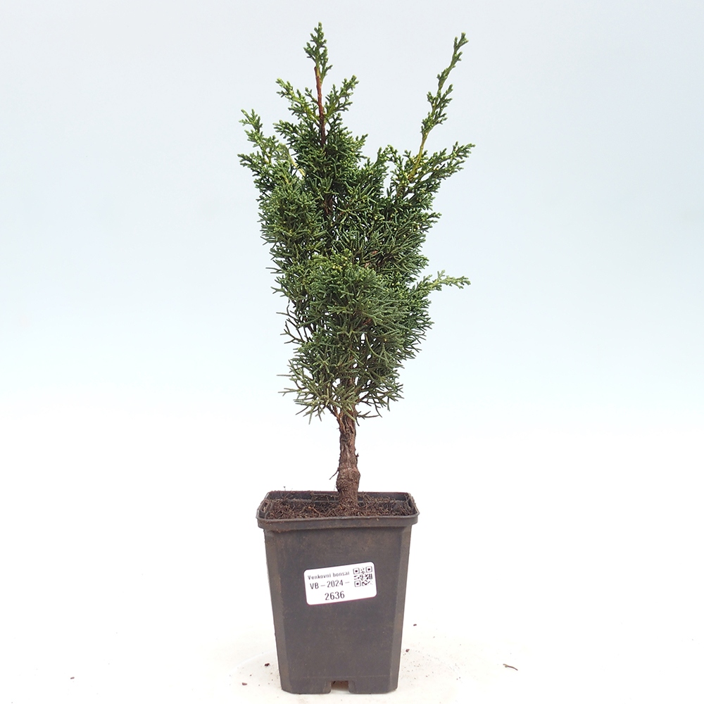 Outdoor-Bonsai - Juniperus chinensis Kishu - Chinesischer Wacholder