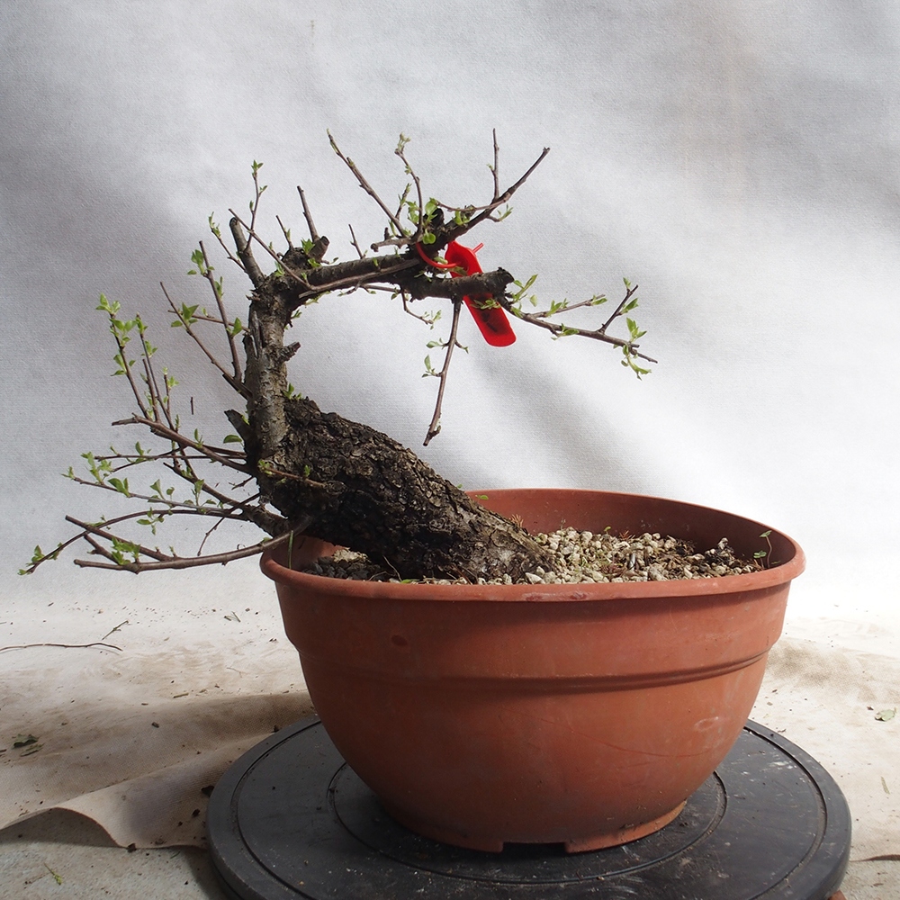 Outdoor Bonsai -Mahalebka - Prunus Mahaleb