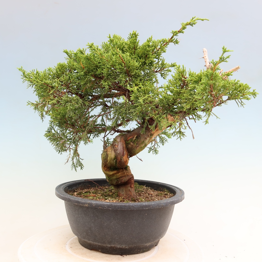 Bonsai für draußen - Juniperus chinensis Itoigawa-Juniperus chinensis
