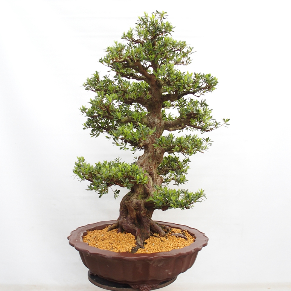 Bonsai im Freien - Japanische Azalee - Azalea Toki