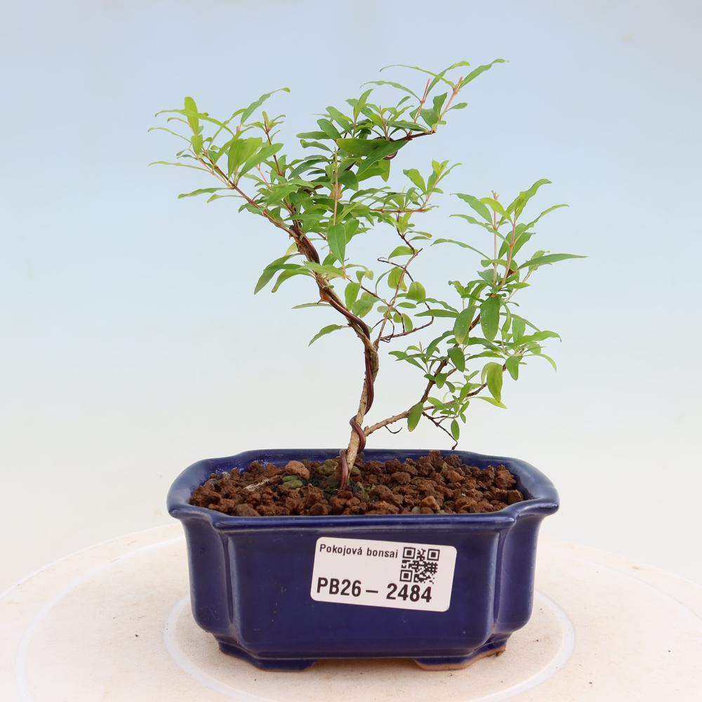 Zimmer-Bonsai-PUNICA granatum nana-Apfel-Granatapfel