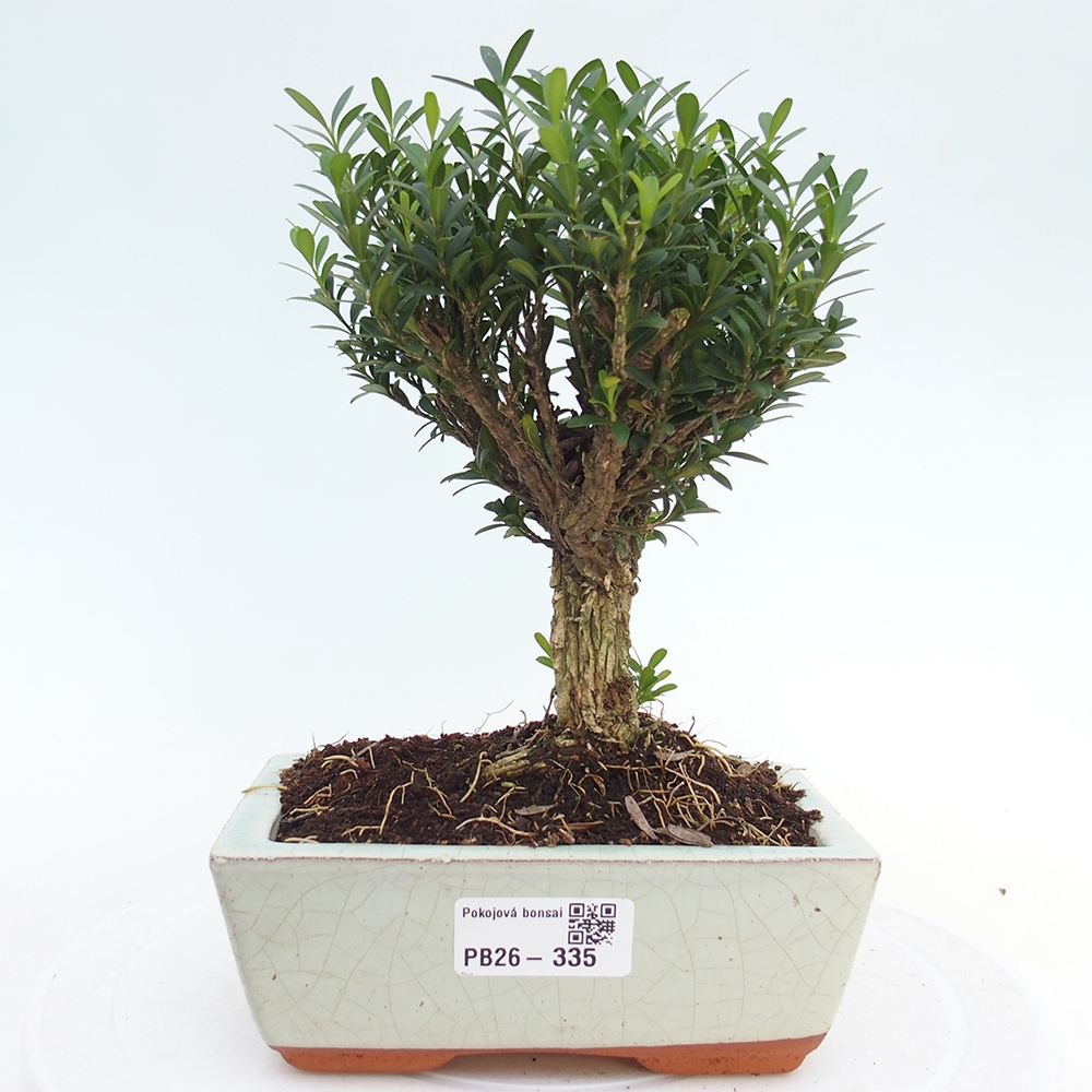 Zimmer Bonsai - Buxus harlandii - Korkbuxus