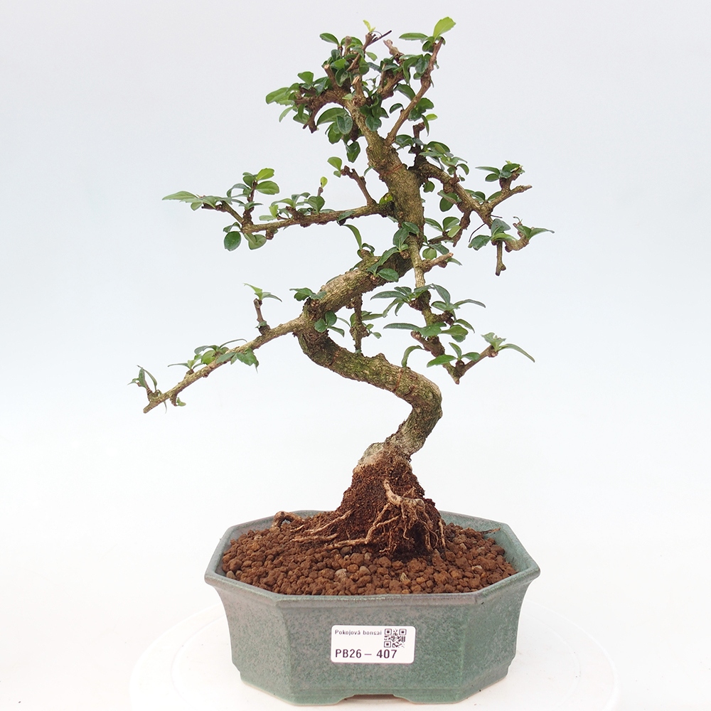 Zimmer-Bonsai - Carmona macrophylla - Tee-Fuki