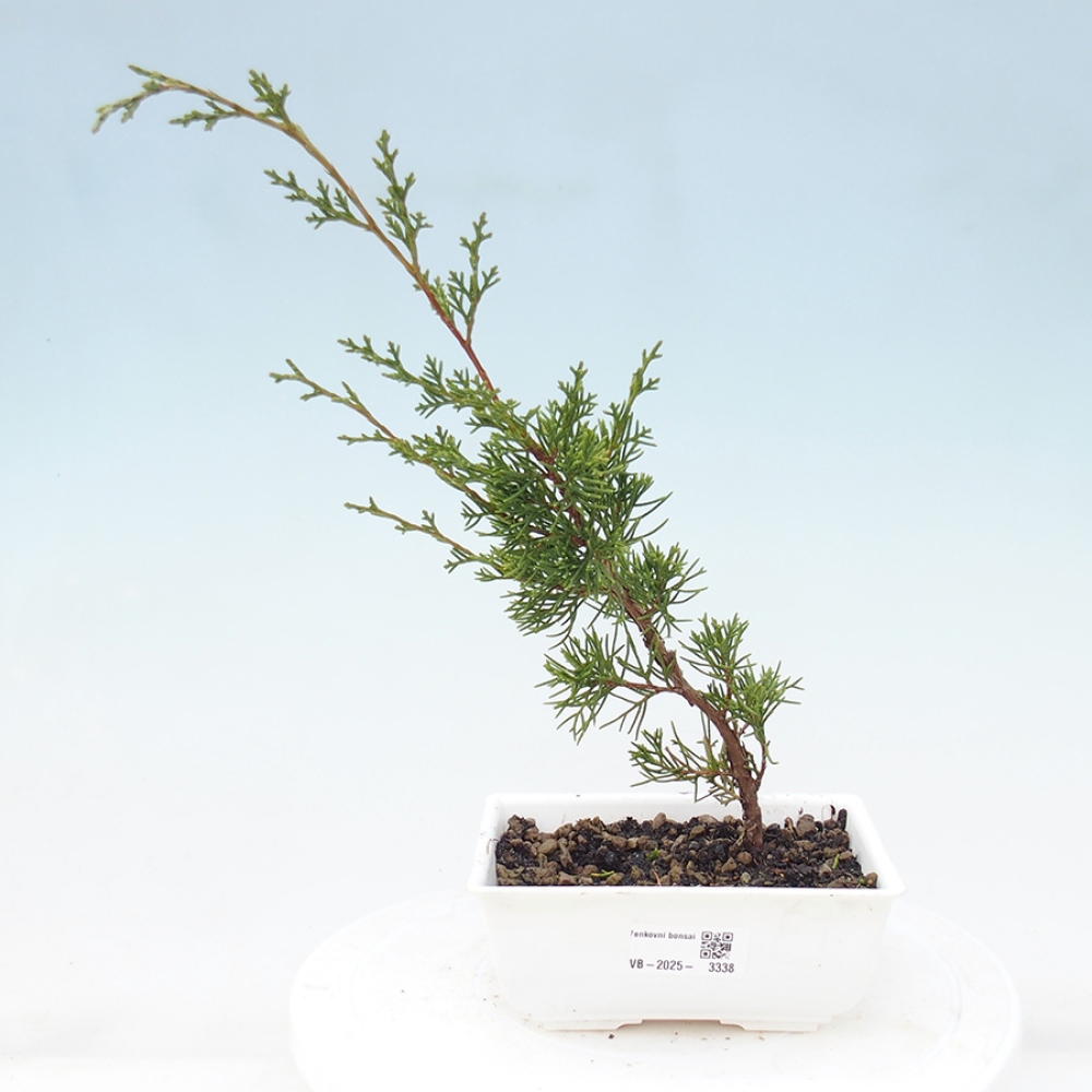 Outdoor bonsai - Juniperus chinensis Itoigawa - Chinese juniper