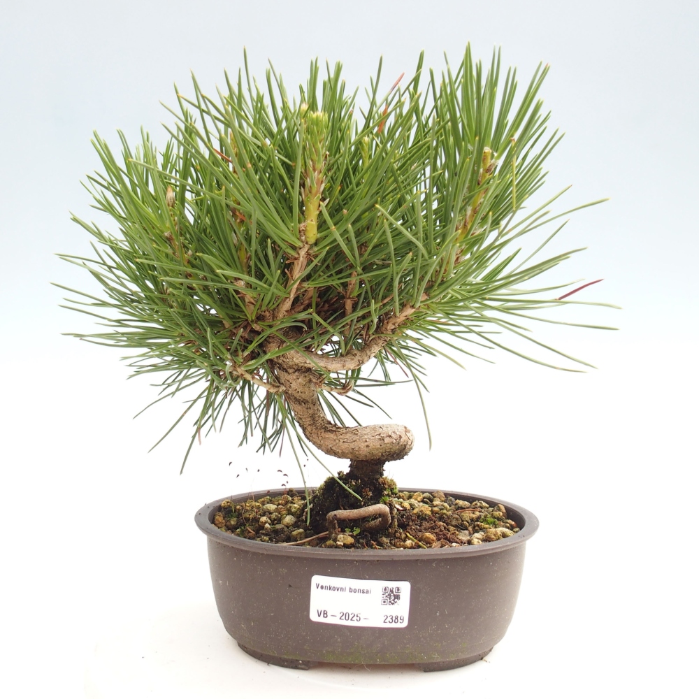 Bonsai im Freien - Pinus thunbergii - Thunbergia-Kiefer