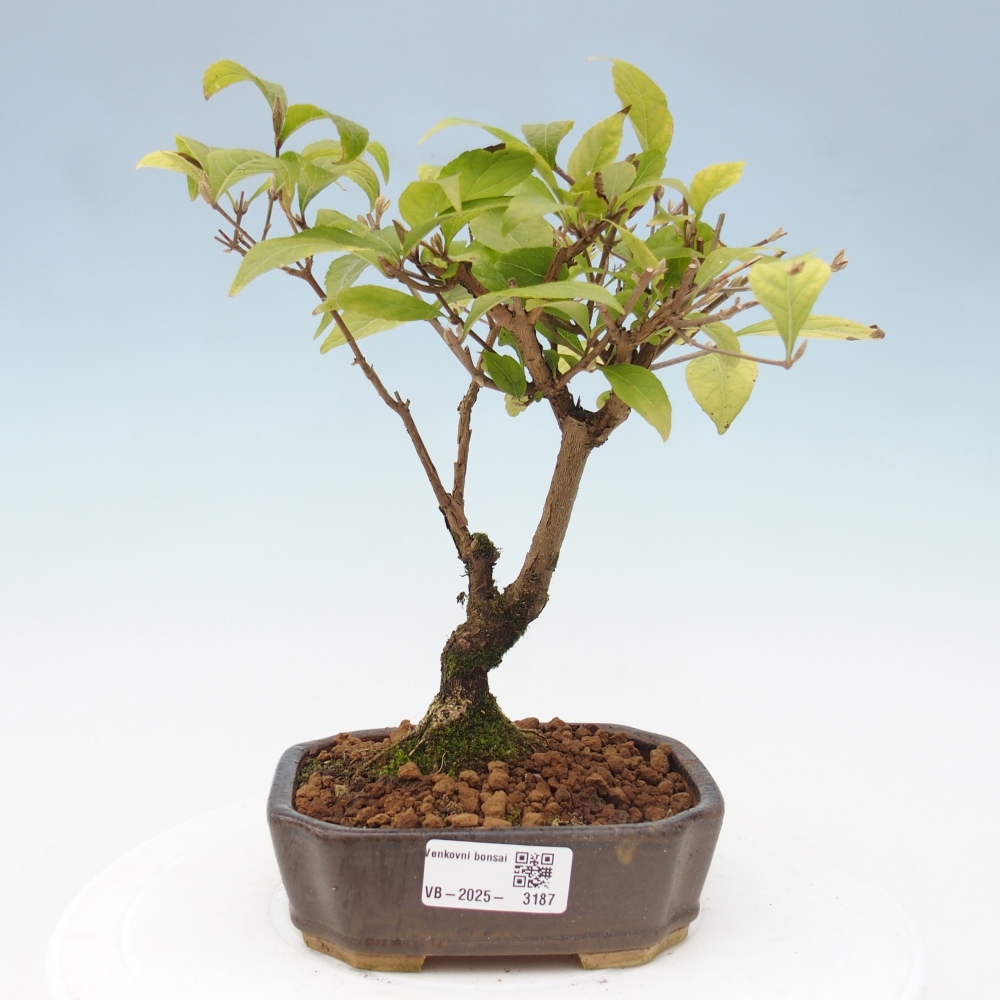 Bonsai im Freien - wunderschöne Pflanze - Callicarpa japonica
