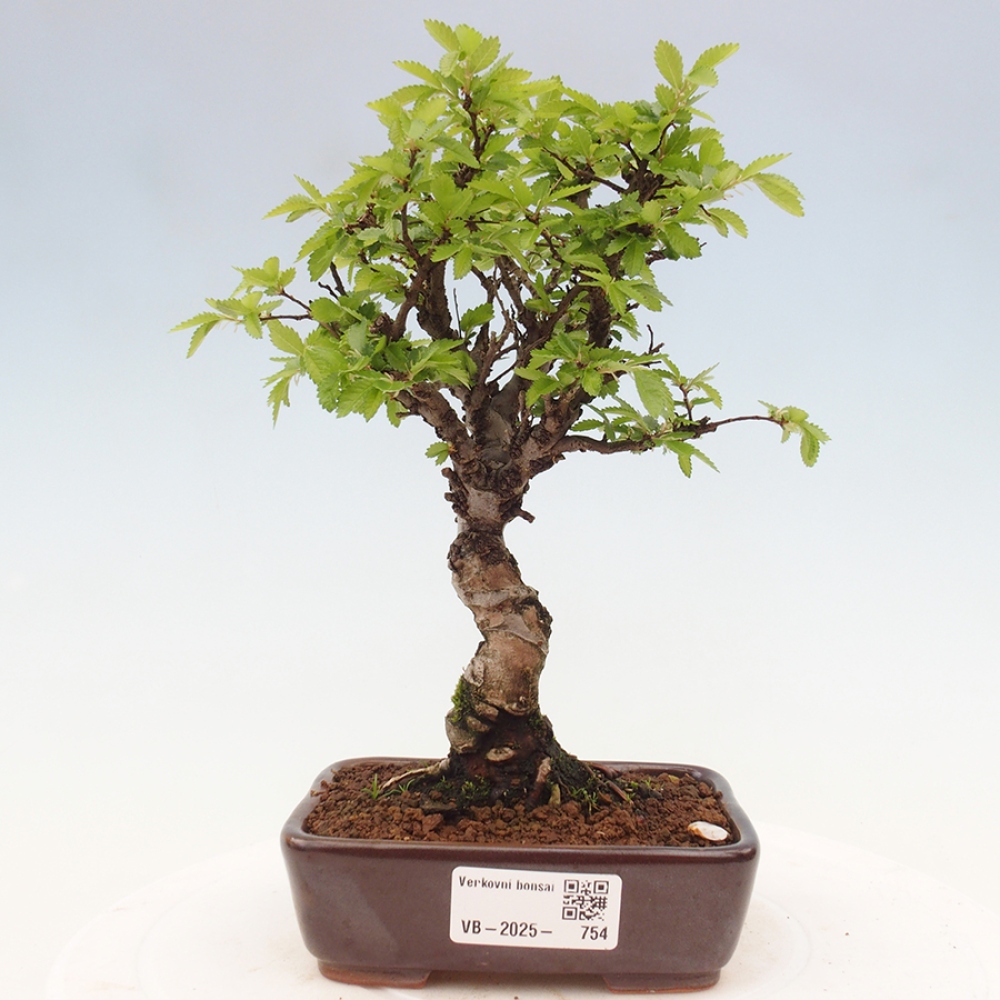 Bonsai im Freien - Zelkova - Zelkova NIRE