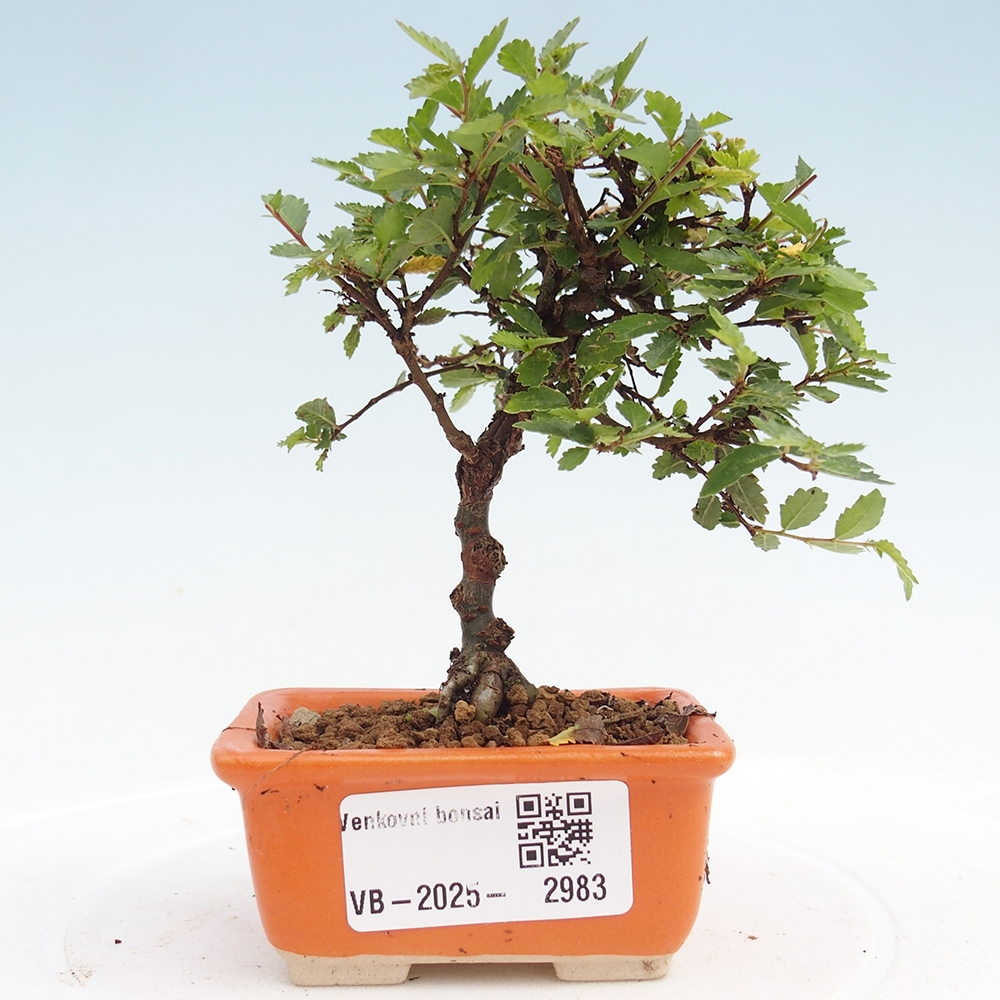 Bonsai im Freien - Ulmus parvifolia Sagei - Kleinblättrige Ulme