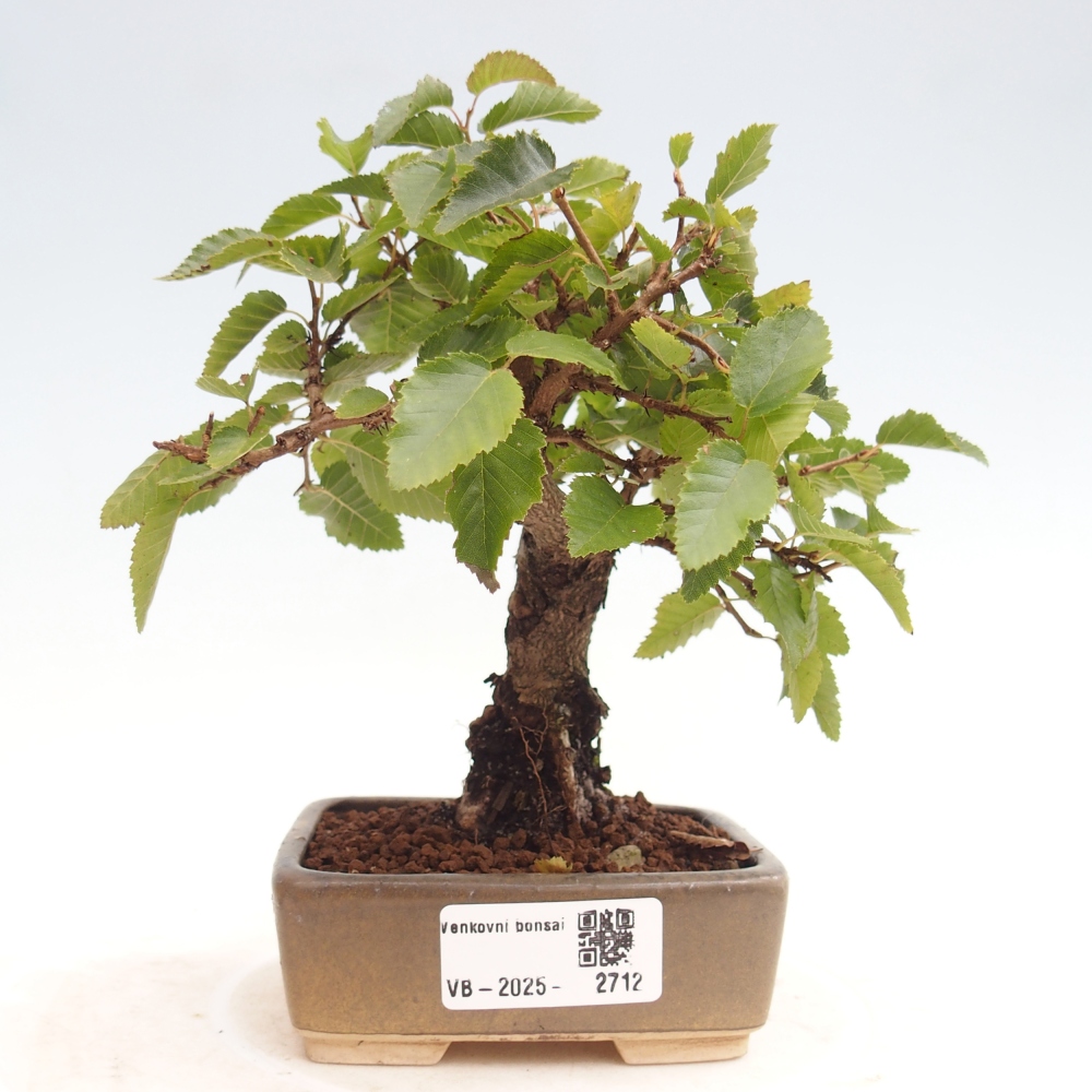 Outdoor-Bonsai -Carpinus CARPINOIDES - Koreanisch Hainbuche
