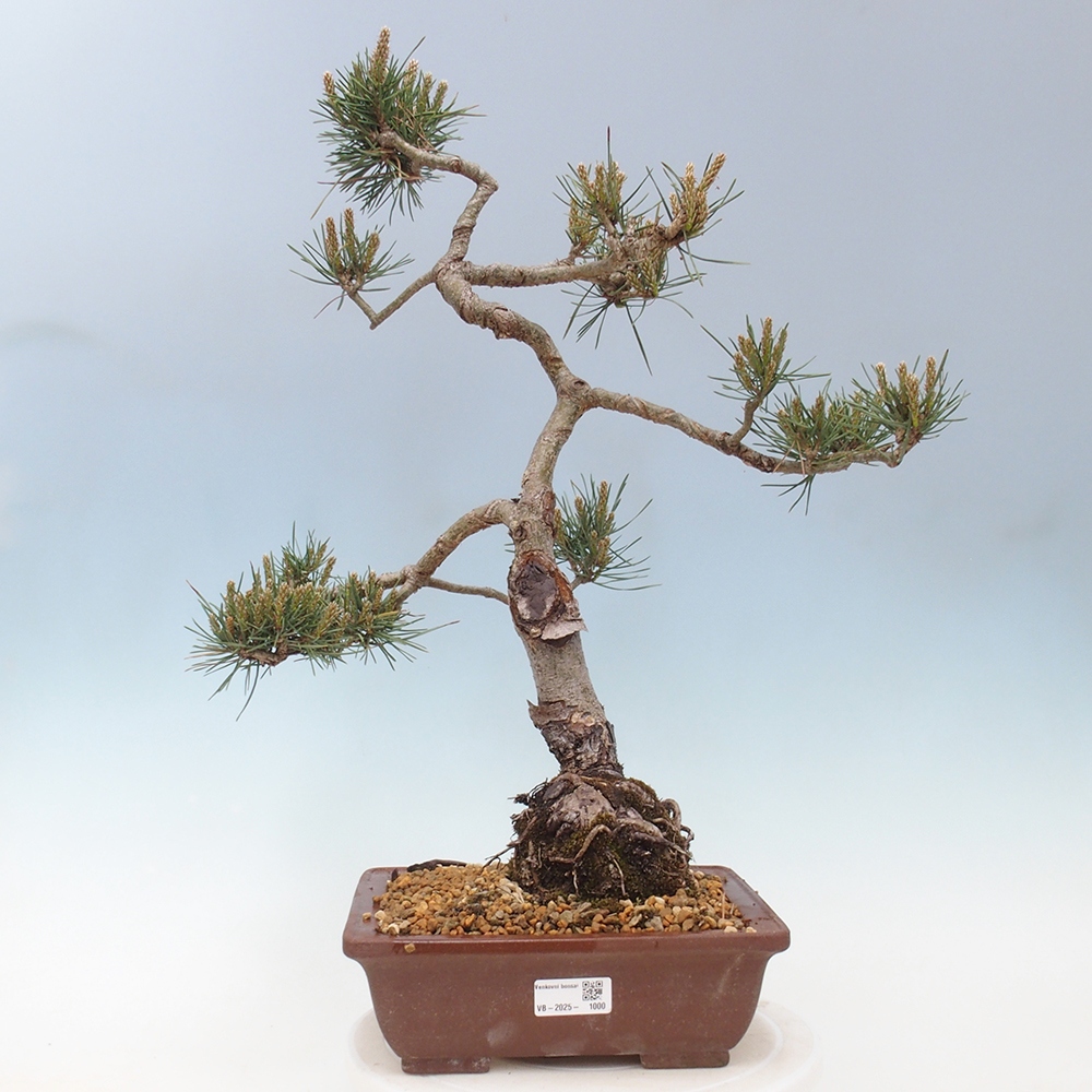 Bonsai im Freien - Pinus Sylvestris - Waldkiefer