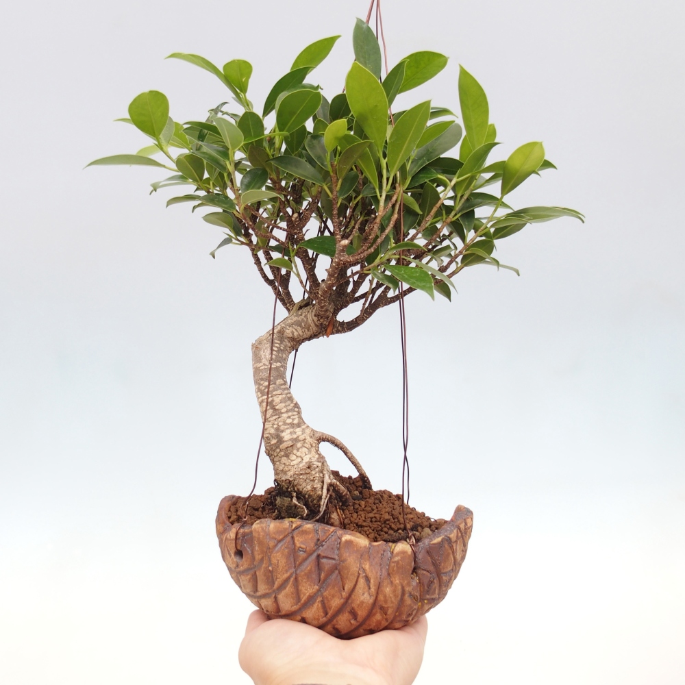 Kokedama aus Keramik - Kleinblättriger Ficus - Ficus kimmen