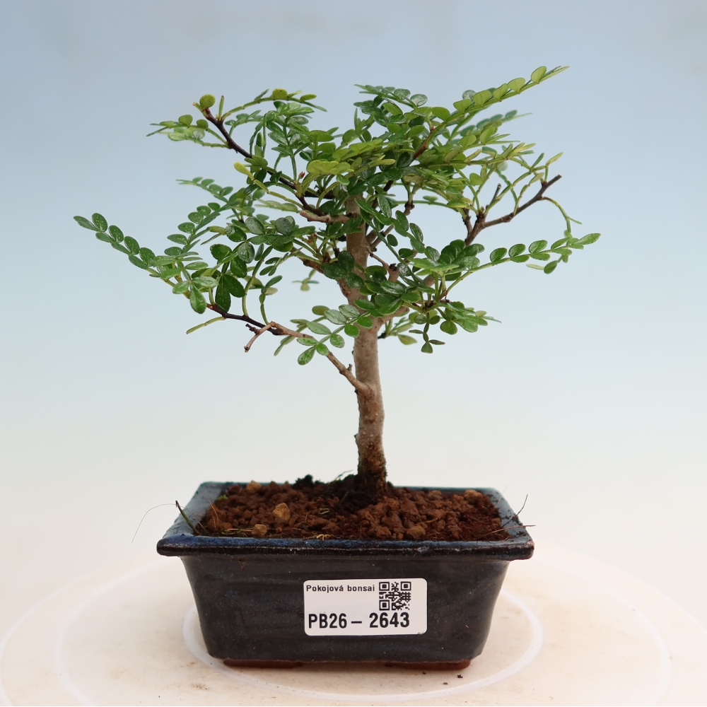 Zimmer Bonsai - Zantoxylum piperitum - Pfefferbaum