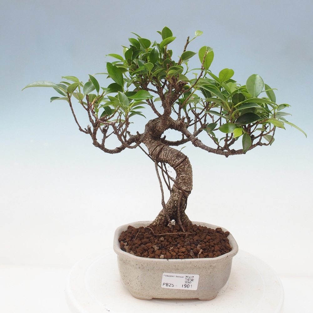Indoor-Bonsai - Ficus retusa - kleiner Ficus
