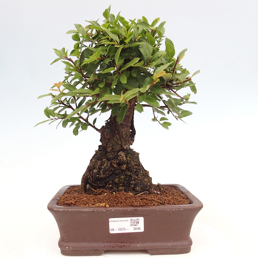 Bonsai im Freien - Zelkova - Zelkova serrata