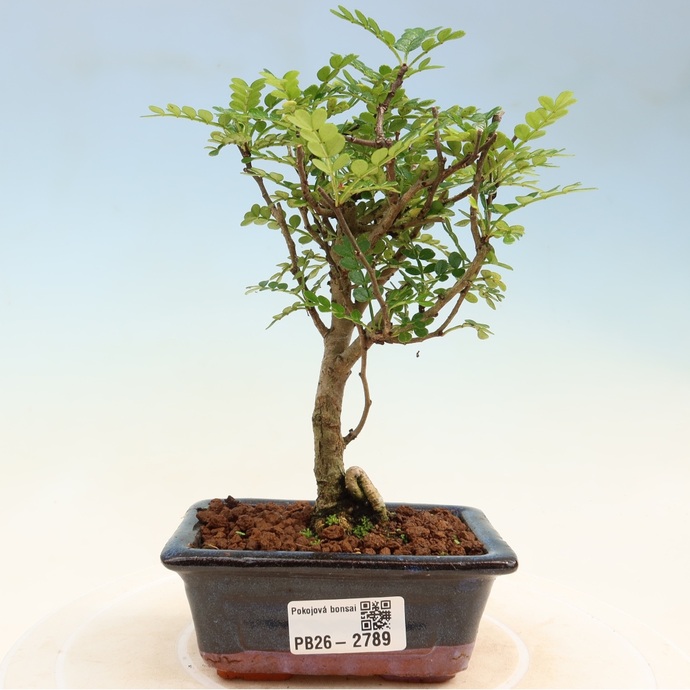 Zimmer Bonsai - Zantoxylum piperitum - Pfefferbaum