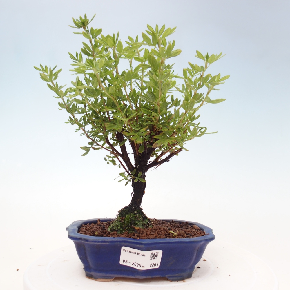 Outdoor-Bonsai-Fingerkraut - Potentila fruticosa gelber Vogel