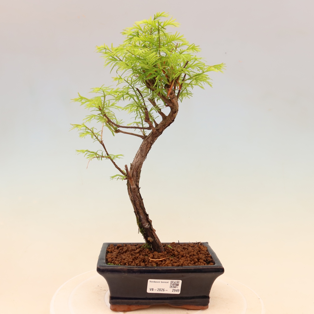 Bonsai für draußen - Metasequoia glyptostroboides - Chinesische Metasequoia