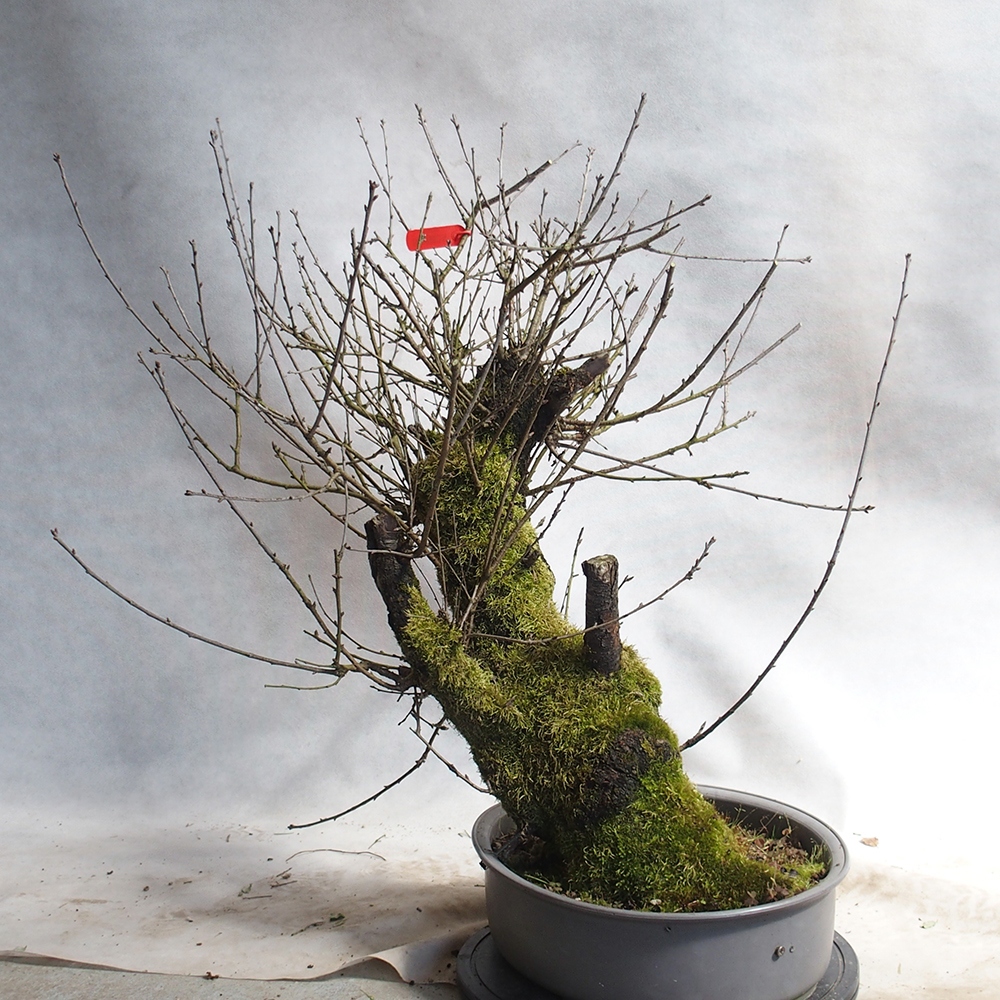 Outdoor Bonsai -Mahalebka - Prunus Mahaleb
