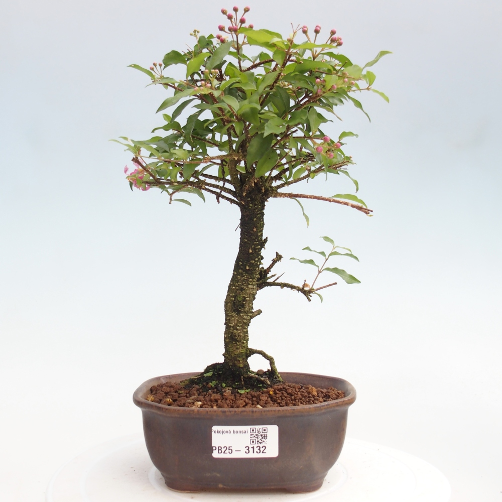 Zimmerbonsai - Malpighia coccigera - Barbdor-Kirsche