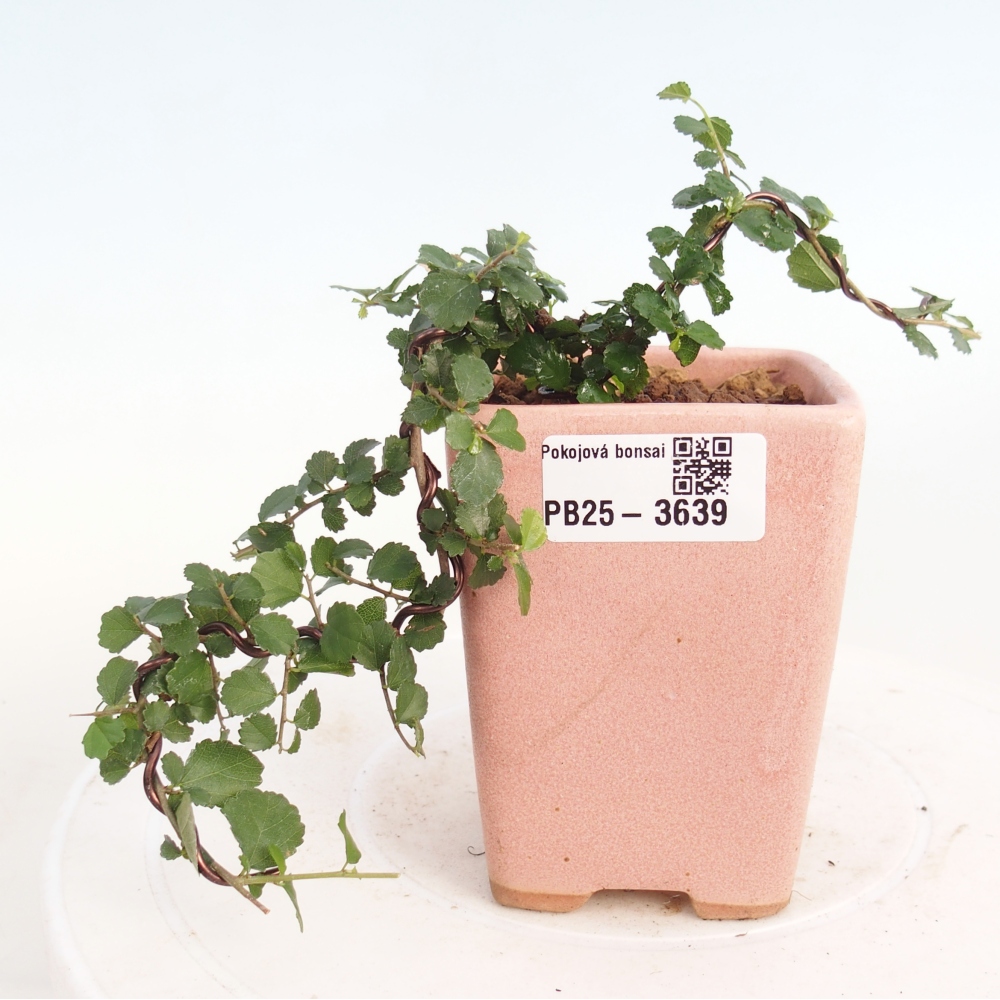 Zimmerbonsai - Grewia sp. - Grewia malafolia