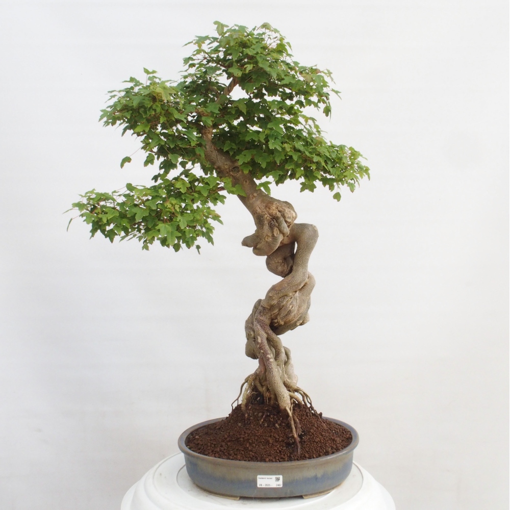 Bonsai im Freien - Ahorn Buergerianum - Burger Maple