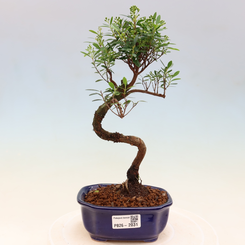 Zimmer Bonsai - Syzygium - Piment