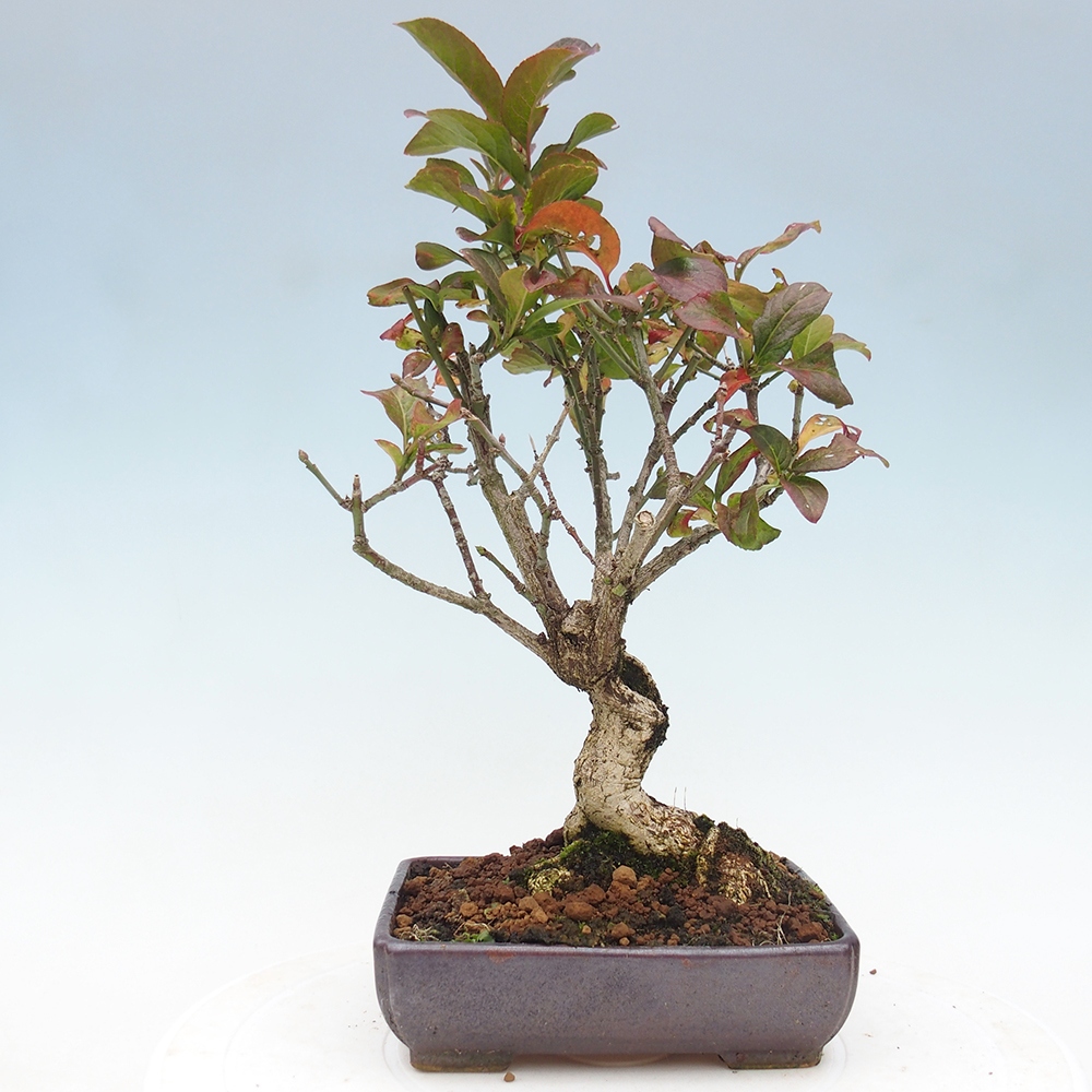 Bonsai für draußen - Europäische Ulme - euonimus