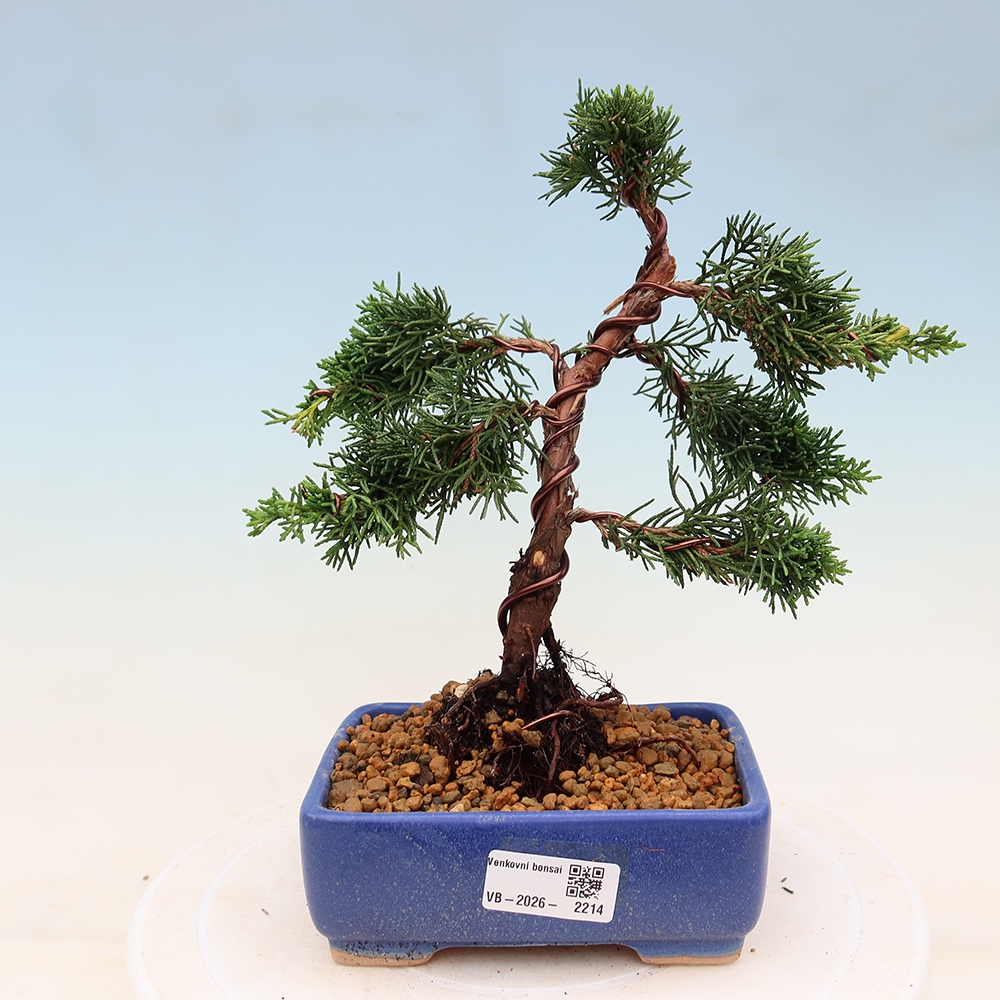 Bonsai für draußen - Juniperus chinensis Kishu