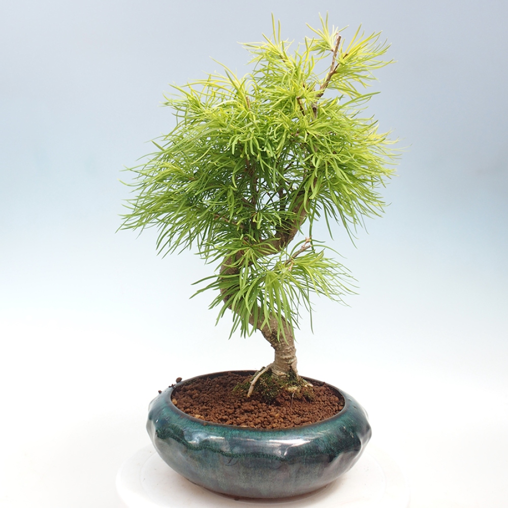 Bonsai im Freien - Löwenzahn - Pseudolarix amabis