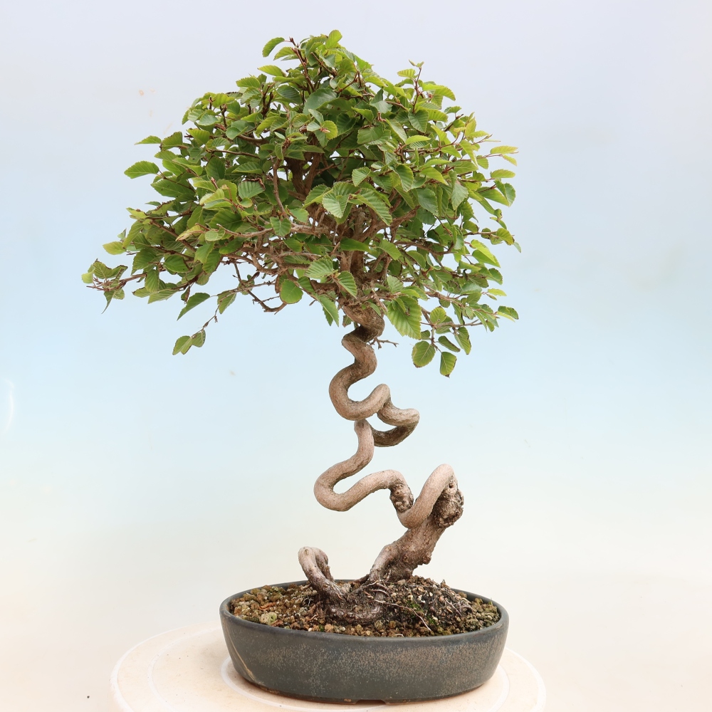 Bonsai für draußen -Carpinus CARPINOIDES - Koreanische Hainbuche