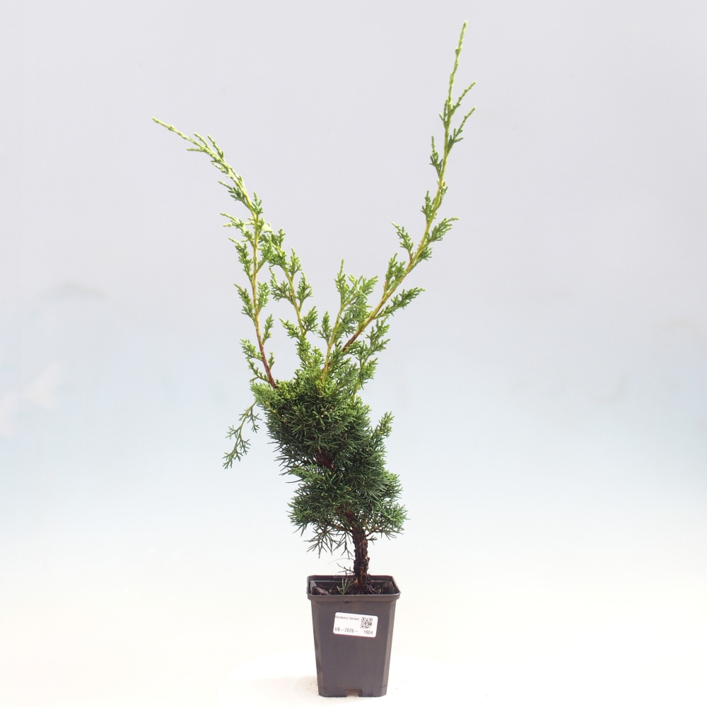 Bonsai für draußen - Juniperus chinensis Kishu
