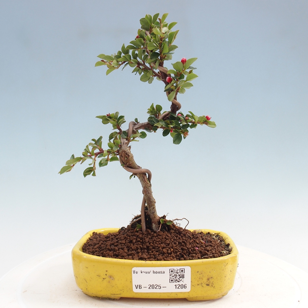 Bonsai im Freien - Cotoneaster horizontalis - Felsenbaum
