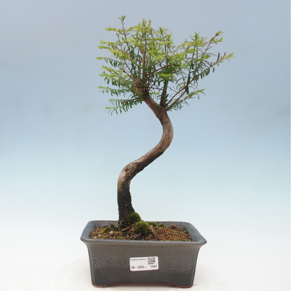 Bonsai im Freien - Metasequoia glyptostroboides - Chinesischer Metasequoia