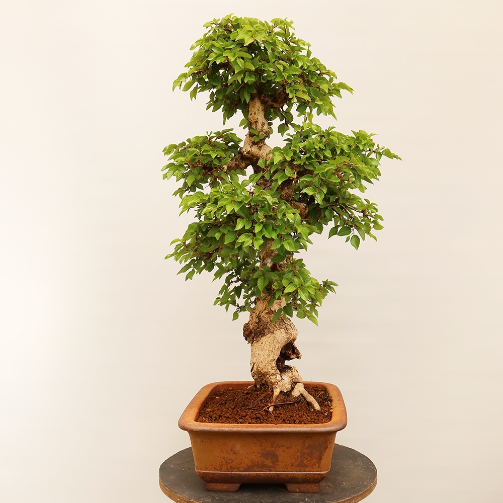 Bonsai im Freien - Carpinus Coreana - Koreanische Hainbuche