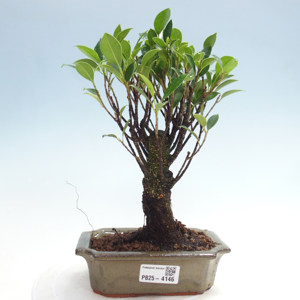 Zimmerbonsai - Ficus retusa - kleinblättriger Ficus