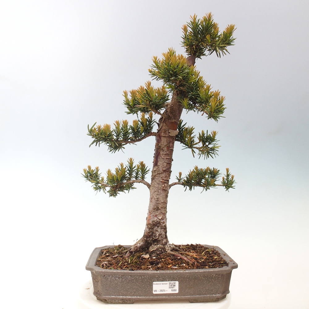 Bonsai im Freien - Taxus cuspidata - Japanische Eibe