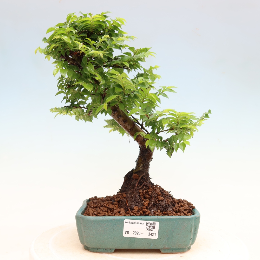 Bonsai für den Außenbereich – Ulmus Jacqueline Hillier – Prachtulme