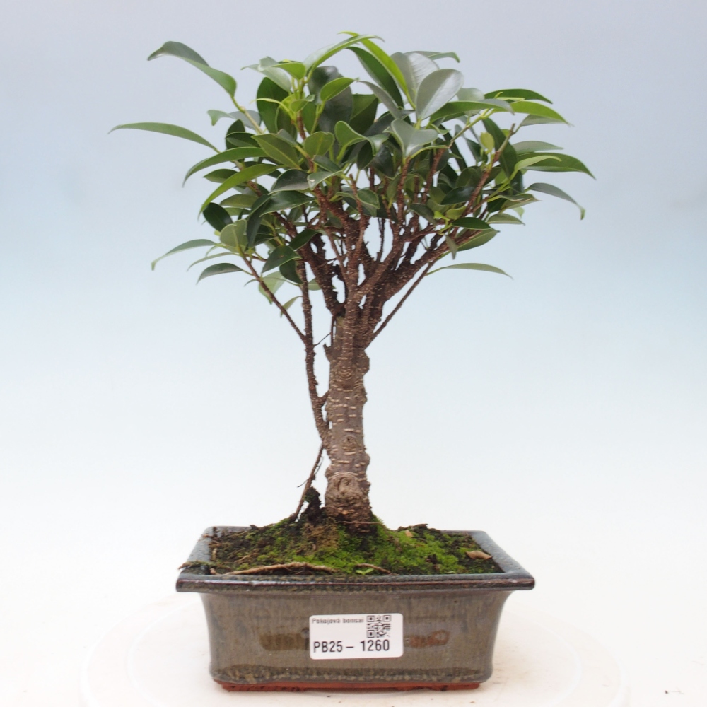Zimmerbonsai - Ficus retusa - kleinblättriger Ficus
