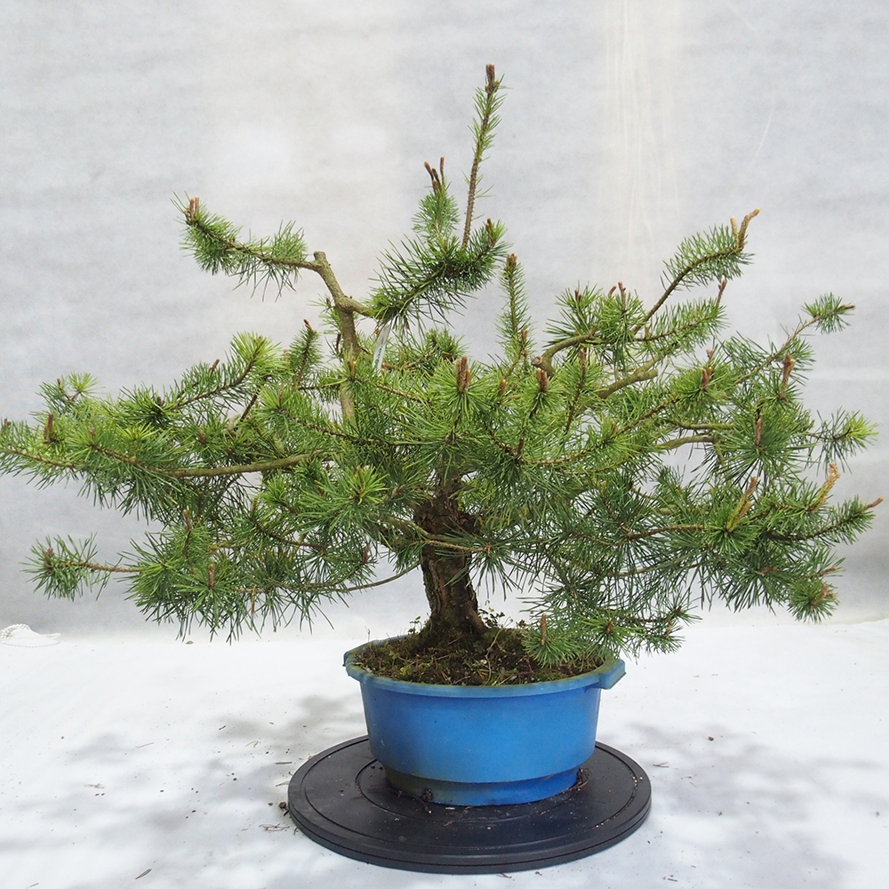 Yamadori - Pinus sylvestris 