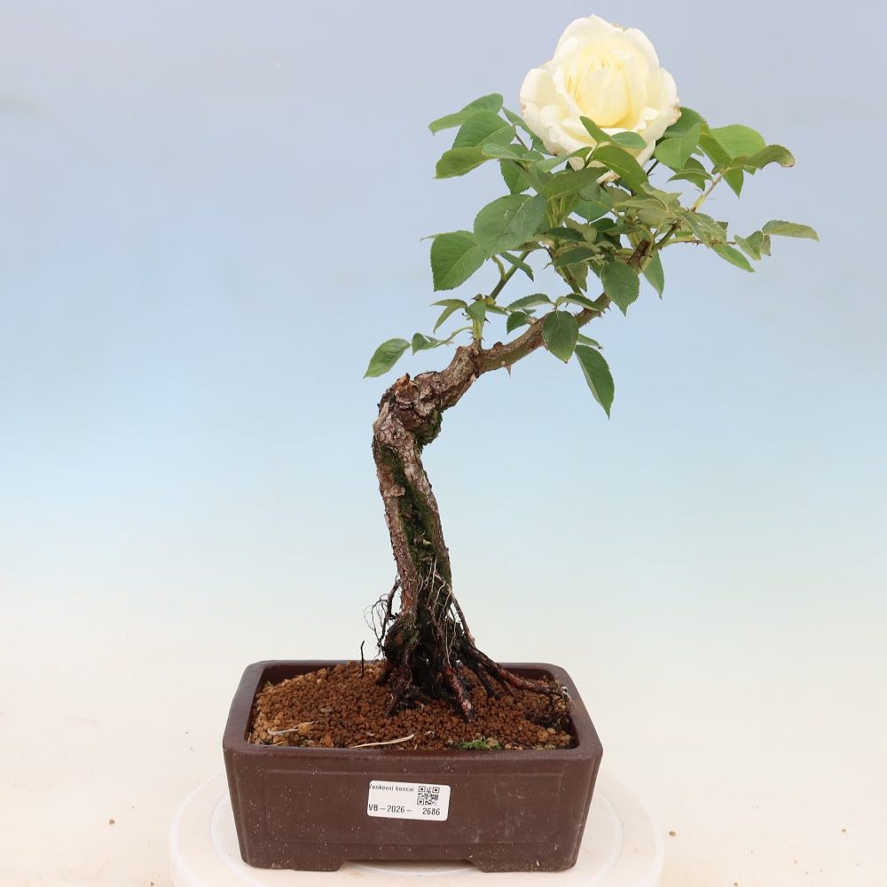 Bonsai für draußen - Rosa Kordes - Rose