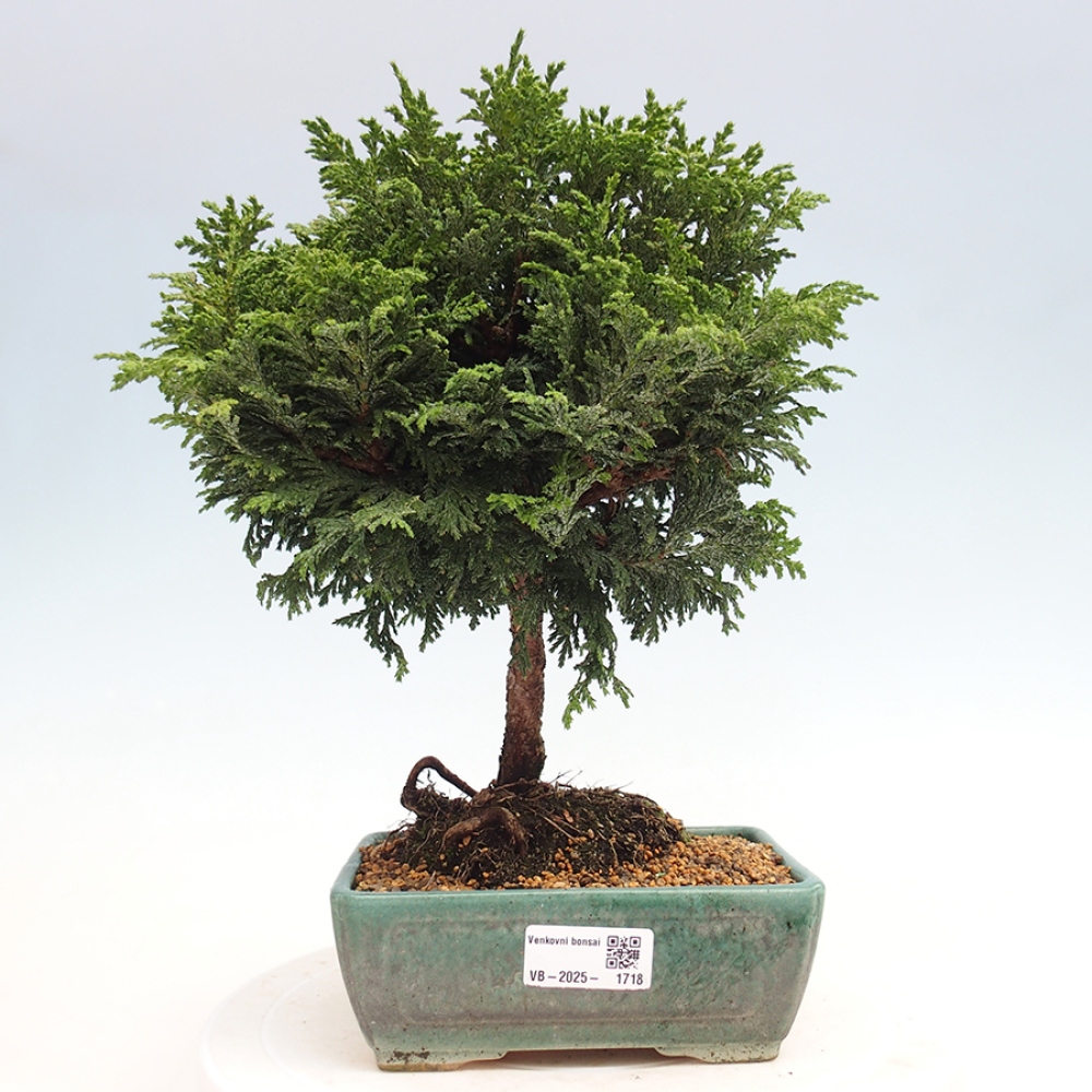 Bonsai im Freien - Cham.pis Parslori - Zypresse