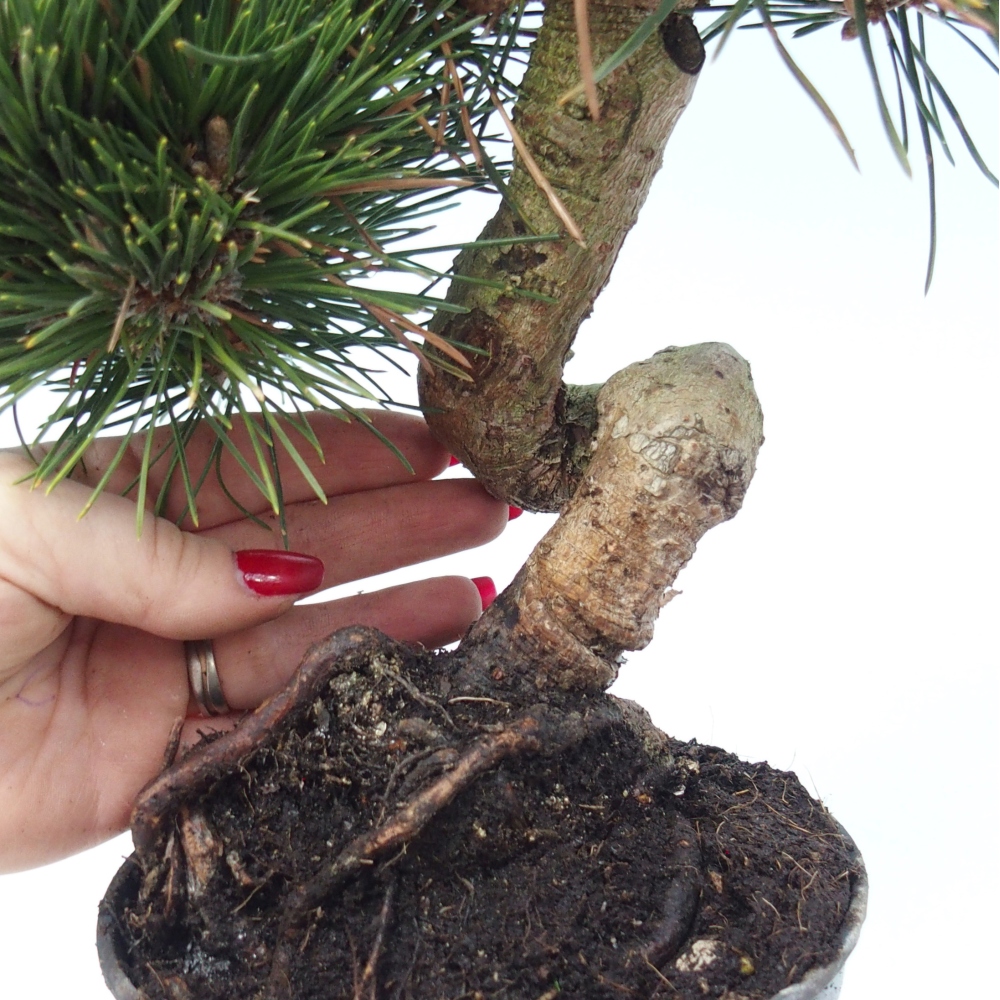 Bonsai für draußen - Pinus thunbergii senjyumaru - Thunberg-Kiefer