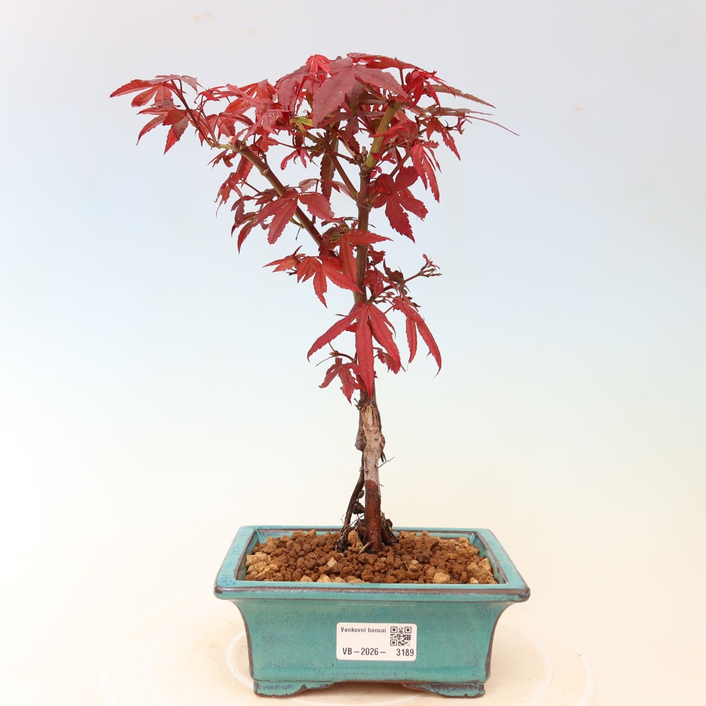 Bonsai für den Außenbereich – Palmenblättriger Ahorn – Acer palmatum „Berry Broom“ 