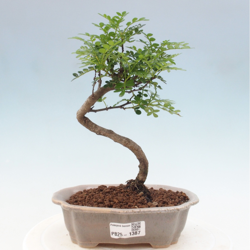 Indoor-Bonsai - Zantoxylum piperitum - Pfefferminze