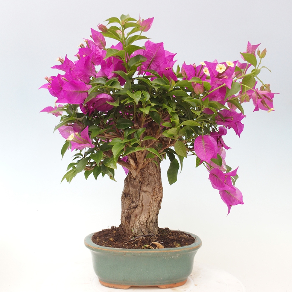Indoor Bonsai - Bouganwilea